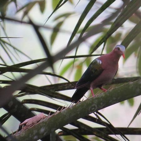 Batu Kapal Jungle Houses Hotel Berastagi Ngoại thất bức ảnh