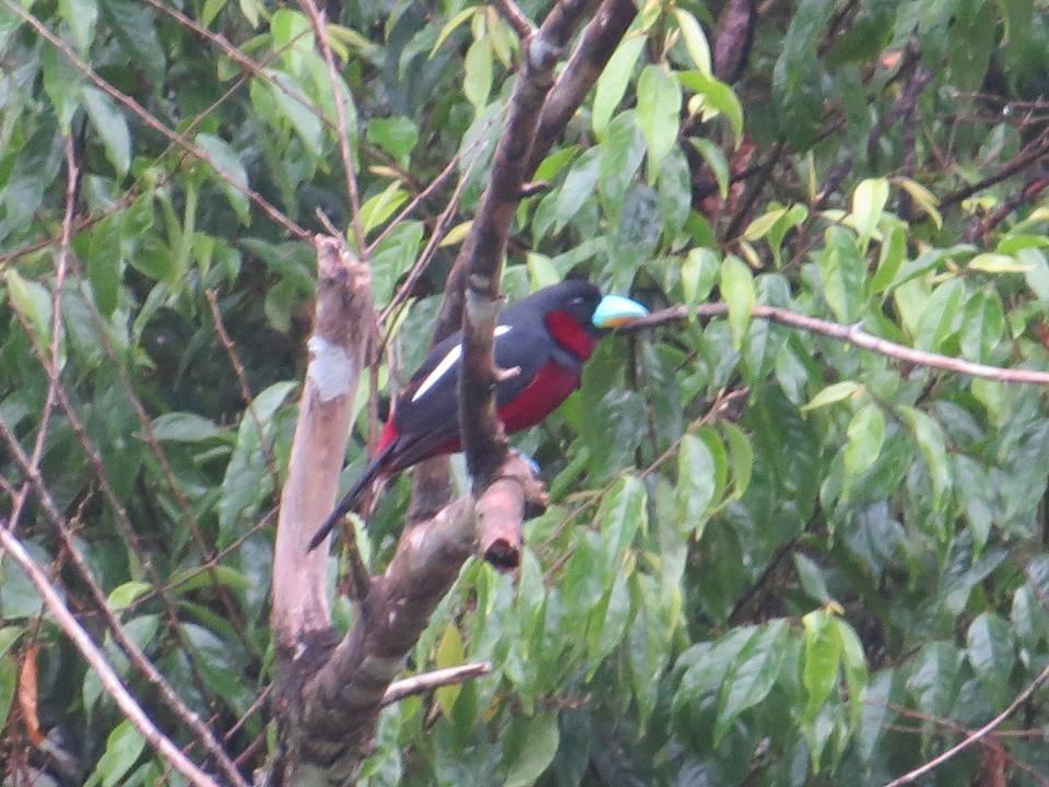 Batu Kapal Jungle Houses Hotel Berastagi Ngoại thất bức ảnh