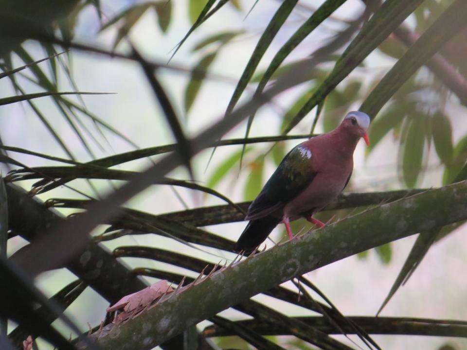 Batu Kapal Jungle Houses Hotel Berastagi Ngoại thất bức ảnh