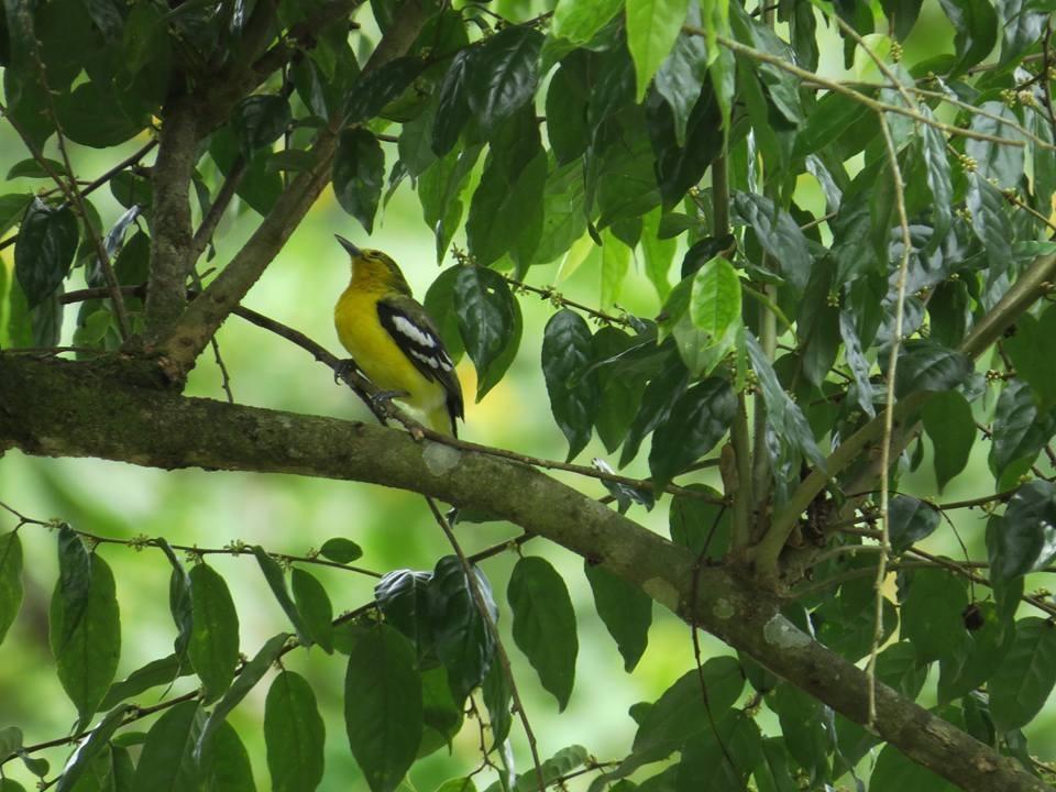 Batu Kapal Jungle Houses Hotel Berastagi Ngoại thất bức ảnh